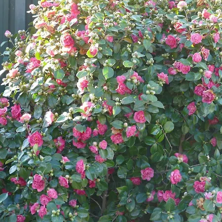 Casa E Piscina Privada Σπίτι διακοπών *